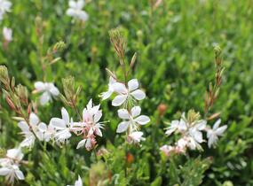 Svíčkovec Lindheimerův 'Emmeline White' - Gaura lindheimeri 'Emmeline White'