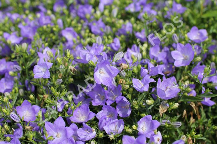 Zvonek 'MiraBell Heavenly Blue' - Campanula interspecific 'MiraBell Heavenly Blue'