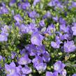 Zvonek 'MiraBell Heavenly Blue' - Campanula interspecific 'MiraBell Heavenly Blue'