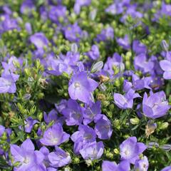 Zvonek 'MiraBell Heavenly Blue' - Campanula interspecific 'MiraBell Heavenly Blue'