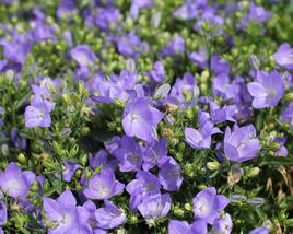 Zvonek 'MiraBell Heavenly Blue'