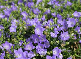 Zvonek 'MiraBell Heavenly Blue' - Campanula interspecific 'MiraBell Heavenly Blue'