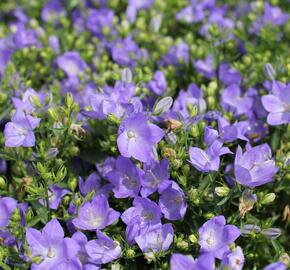 Zvonek 'MiraBell Heavenly Blue' - Campanula interspecific 'MiraBell Heavenly Blue'