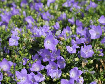 Zvonek 'MiraBell Heavenly Blue'