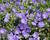 Zvonek 'MiraBell Heavenly Blue'