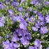 Campanula interspecific 'MiraBell Heavenly Blue'_01.JPG