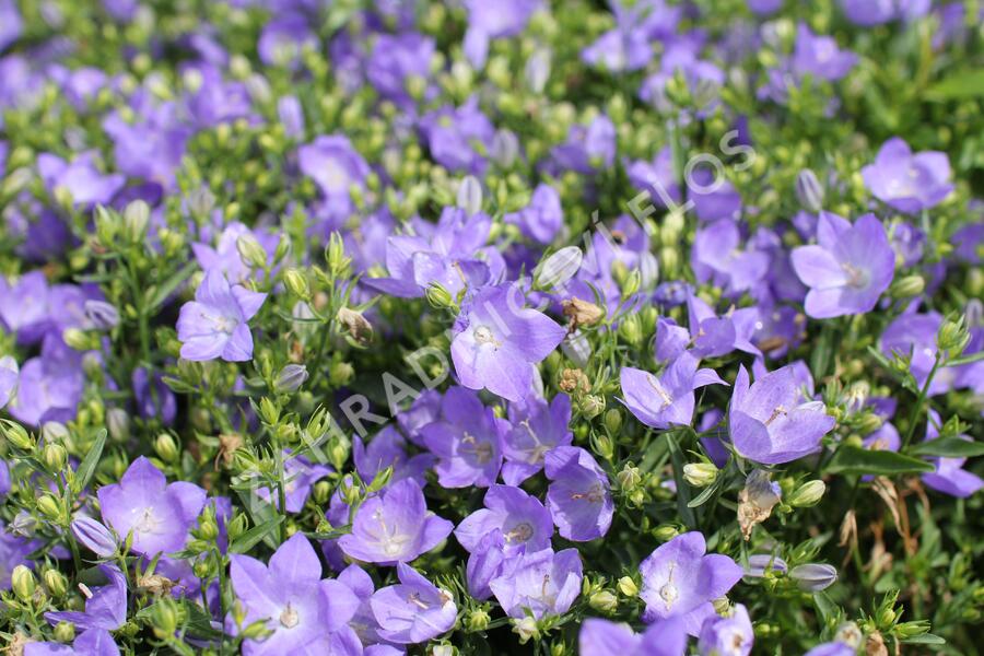 Zvonek 'MiraBell Heavenly Blue' - Campanula interspecific 'MiraBell Heavenly Blue'