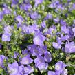 Zvonek 'MiraBell Heavenly Blue' - Campanula interspecific 'MiraBell Heavenly Blue'