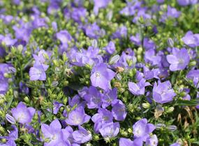 Zvonek 'MiraBell Heavenly Blue' - Campanula interspecific 'MiraBell Heavenly Blue'