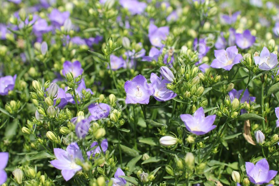 Zvonek 'MiraBell Heavenly Blue' - Campanula interspecific 'MiraBell Heavenly Blue'