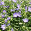 Zvonek 'MiraBell Heavenly Blue' - Campanula interspecific 'MiraBell Heavenly Blue'