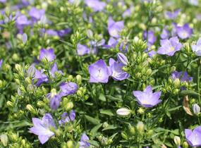Zvonek 'MiraBell Heavenly Blue' - Campanula interspecific 'MiraBell Heavenly Blue'