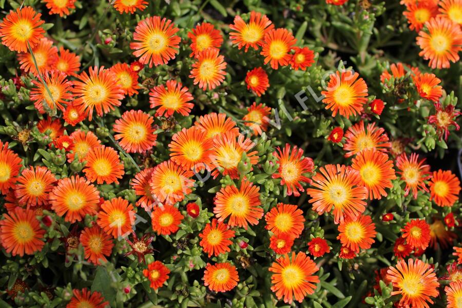 Kosmatec 'Suntropic Orange' - Delosperma cultivars 'Suntropics Orange'