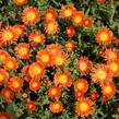 Kosmatec 'Suntropic Orange' - Delosperma cultivars 'Suntropics Orange'