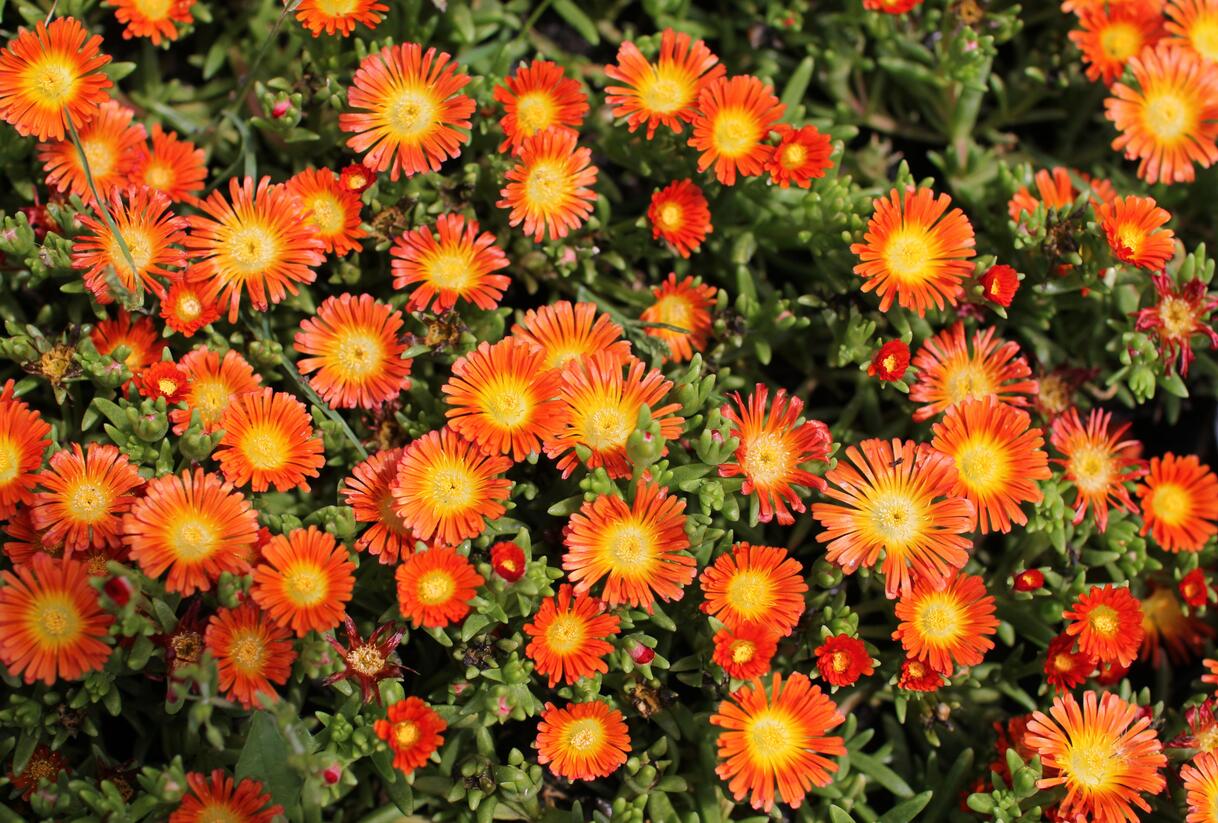Kosmatec 'Suntropic Orange' - Delosperma cultivars 'Suntropics Orange'