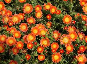 Kosmatec 'Suntropic Orange' - Delosperma cultivars 'Suntropics Orange'