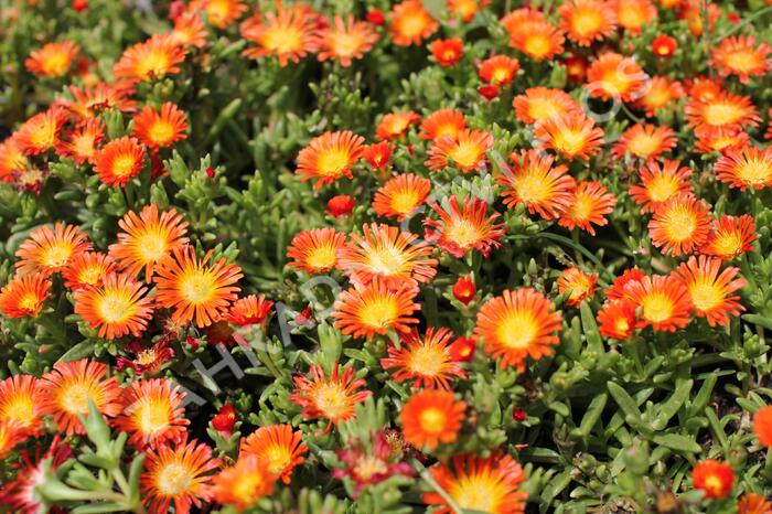 Kosmatec 'Suntropic Orange' - Delosperma cultivars 'Suntropics Orange'