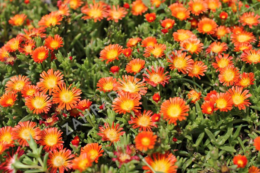 Kosmatec 'Suntropic Orange' - Delosperma cultivars 'Suntropics Orange'