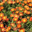 Kosmatec 'Suntropic Orange' - Delosperma cultivars 'Suntropics Orange'