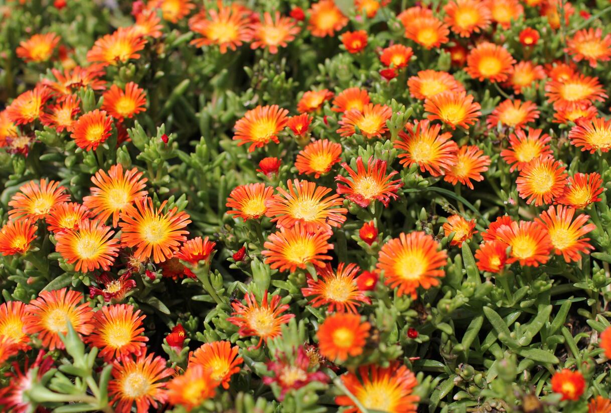 Kosmatec 'Suntropic Orange' - Delosperma cultivars 'Suntropics Orange'