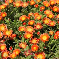 Kosmatec 'Suntropic Orange' - Delosperma cultivars 'Suntropics Orange'