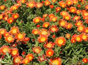 Kosmatec 'Suntropic Orange' - Delosperma cultivars 'Suntropics Orange'