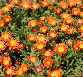 Kosmatec 'Suntropic Orange' - Delosperma cultivars 'Suntropics Orange'