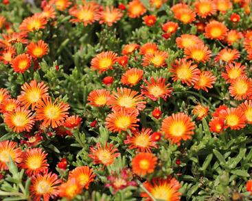 Kosmatec 'Suntropic Orange'