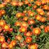 Delosperma cultivars 'Suntropics Orange'.JPG