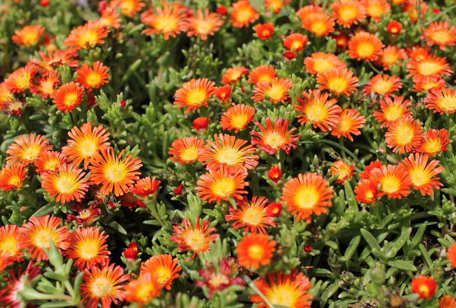 Kosmatec 'Suntropic Orange' - Delosperma cultivars 'Suntropics Orange'