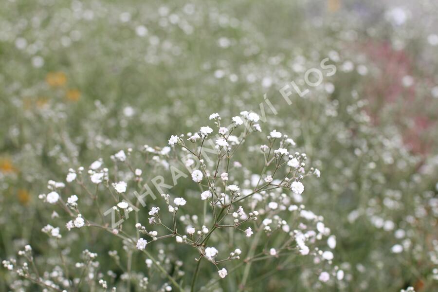Šater latnatý 'Festival White' - Gypsophila paniculata 'Festival White'