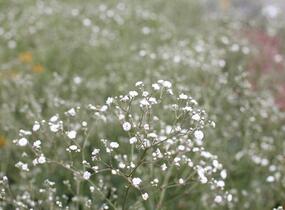 Šater latnatý 'Festival White' - Gypsophila paniculata 'Festival White'