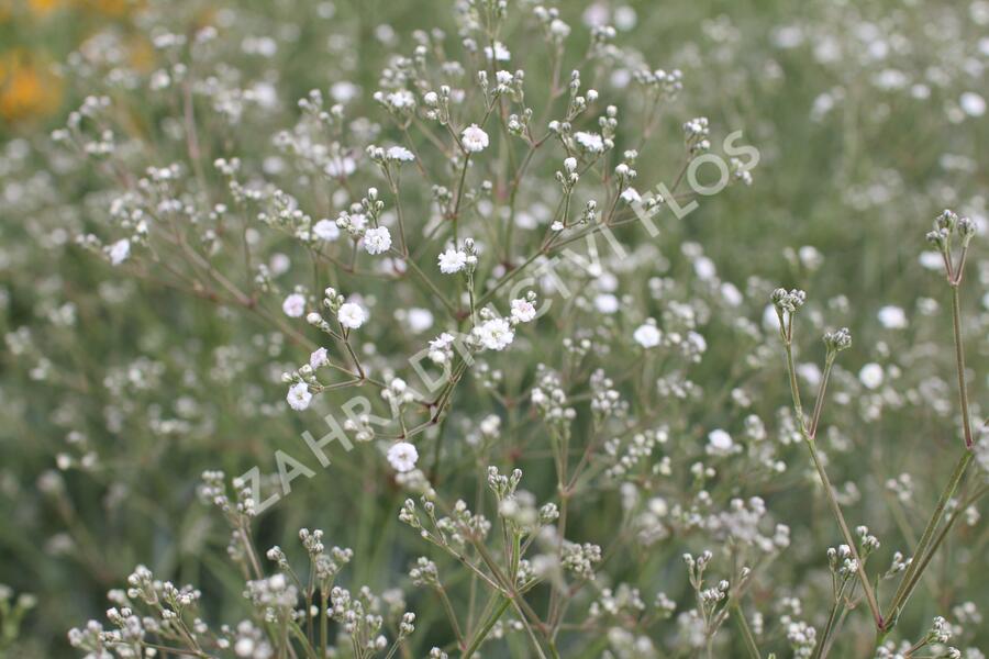 Šater latnatý 'Festival White' - Gypsophila paniculata 'Festival White'