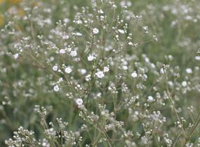 Šater latnatý 'Festival White' - Gypsophila paniculata 'Festival White'
