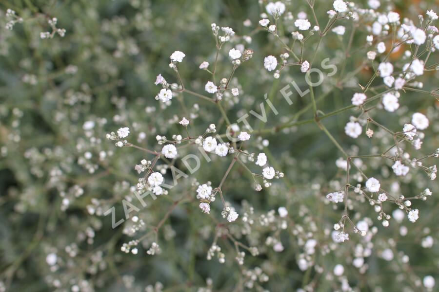 Šater latnatý 'Festival White' - Gypsophila paniculata 'Festival White'