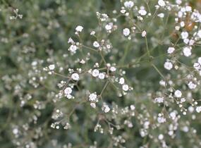 Šater latnatý 'Festival White' - Gypsophila paniculata 'Festival White'