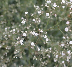 Šater latnatý 'Festival White' - Gypsophila paniculata 'Festival White'