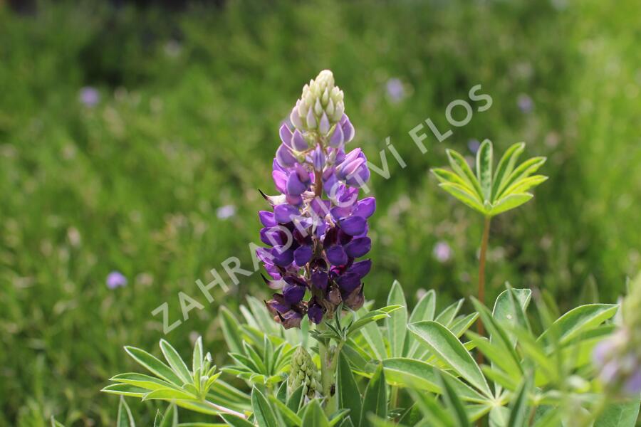 Lupina 'Lupini Blue Shades' - Lupinus polyphyllus 'Lupini Blue Shades'