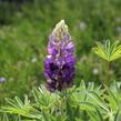 Lupina 'Lupini Blue Shades' - Lupinus polyphyllus 'Lupini Blue Shades'