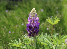 Lupina 'Lupini Blue Shades' - Lupinus polyphyllus 'Lupini Blue Shades'