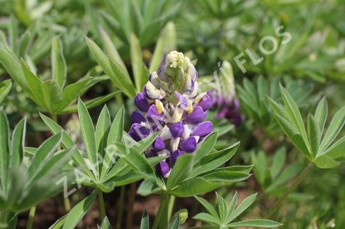 Lupina 'Lupini Blue Shades' - Lupinus polyphyllus 'Lupini Blue Shades'