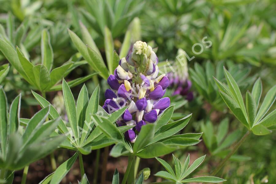 Lupina 'Lupini Blue Shades' - Lupinus polyphyllus 'Lupini Blue Shades'