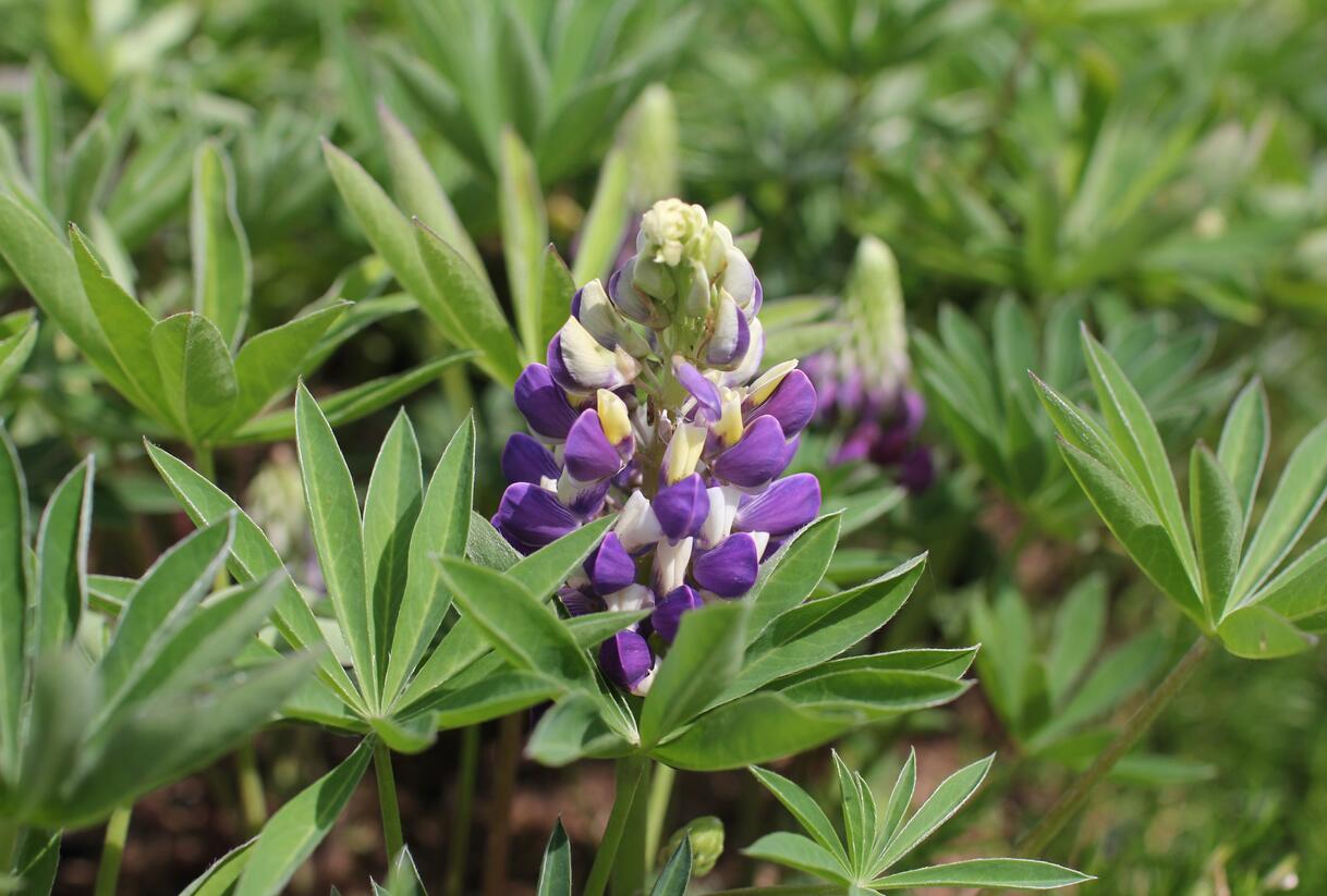 Lupina 'Lupini Blue Shades' - Lupinus polyphyllus 'Lupini Blue Shades'