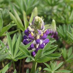 Lupina 'Lupini Blue Shades' - Lupinus polyphyllus 'Lupini Blue Shades'
