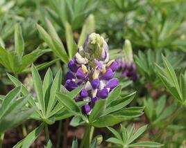 Lupina 'Lupini Blue Shades'