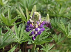 Lupina 'Lupini Blue Shades' - Lupinus polyphyllus 'Lupini Blue Shades'