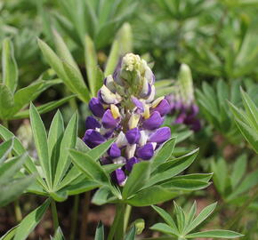 Lupina 'Lupini Blue Shades' - Lupinus polyphyllus 'Lupini Blue Shades'