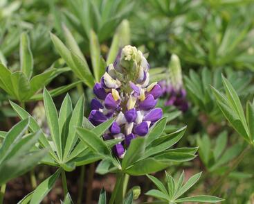 Lupina 'Lupini Blue Shades'