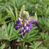 Lupinus polyphyllus 'Lupini Blue Shades'_01.JPG