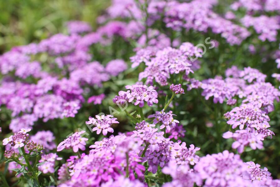 Iberka 'Mermaid Lavender' - Iberis hybrida 'Mermaid Lavender'